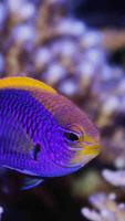Lyretail Anthias Wallpapers
