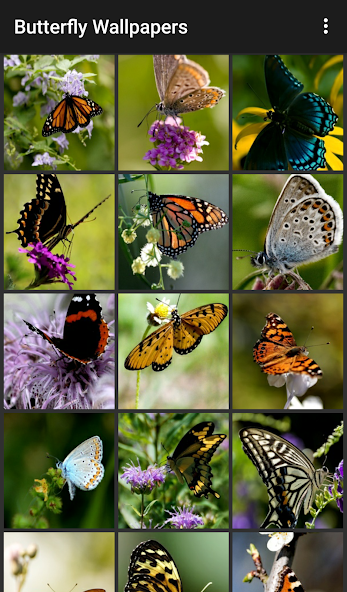 Butterfly Wallpapers