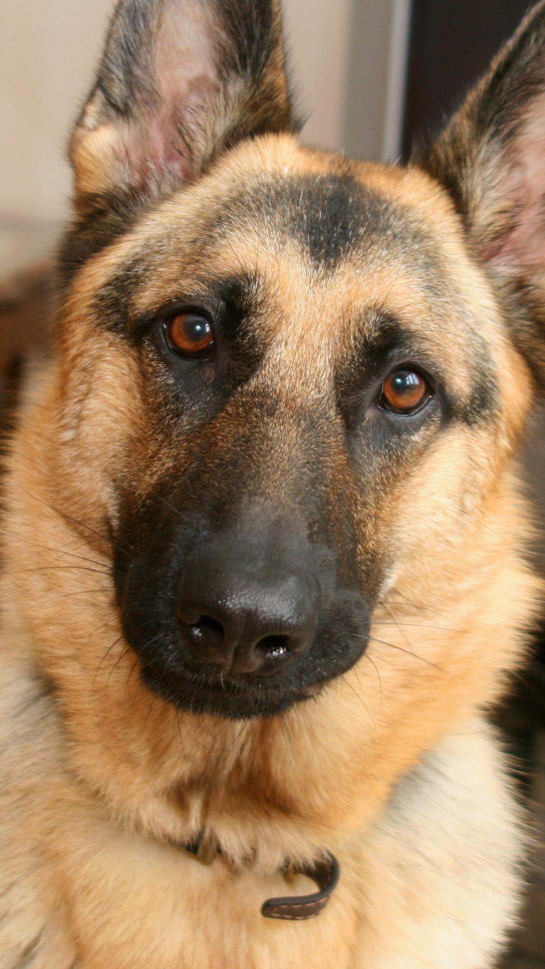 German Shepherd Wallpapers