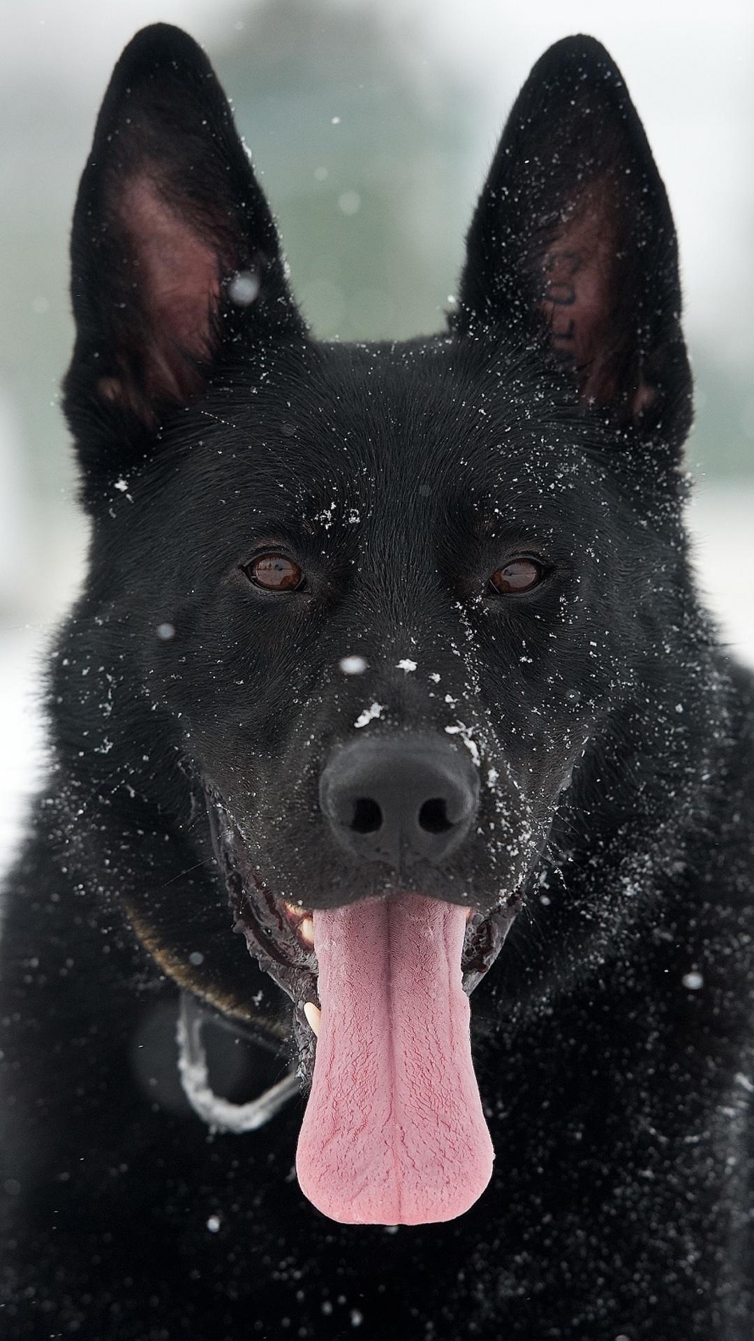 German Shepherd Wallpapers