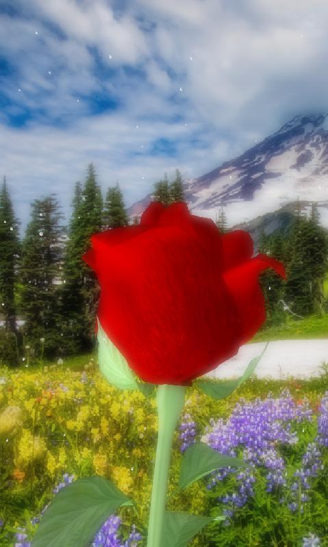 Rose 3D live wallpaper