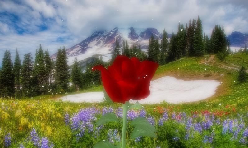 Rose 3D live wallpaper