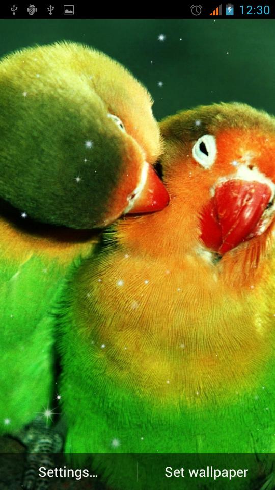 Parrot Live Wallpaper