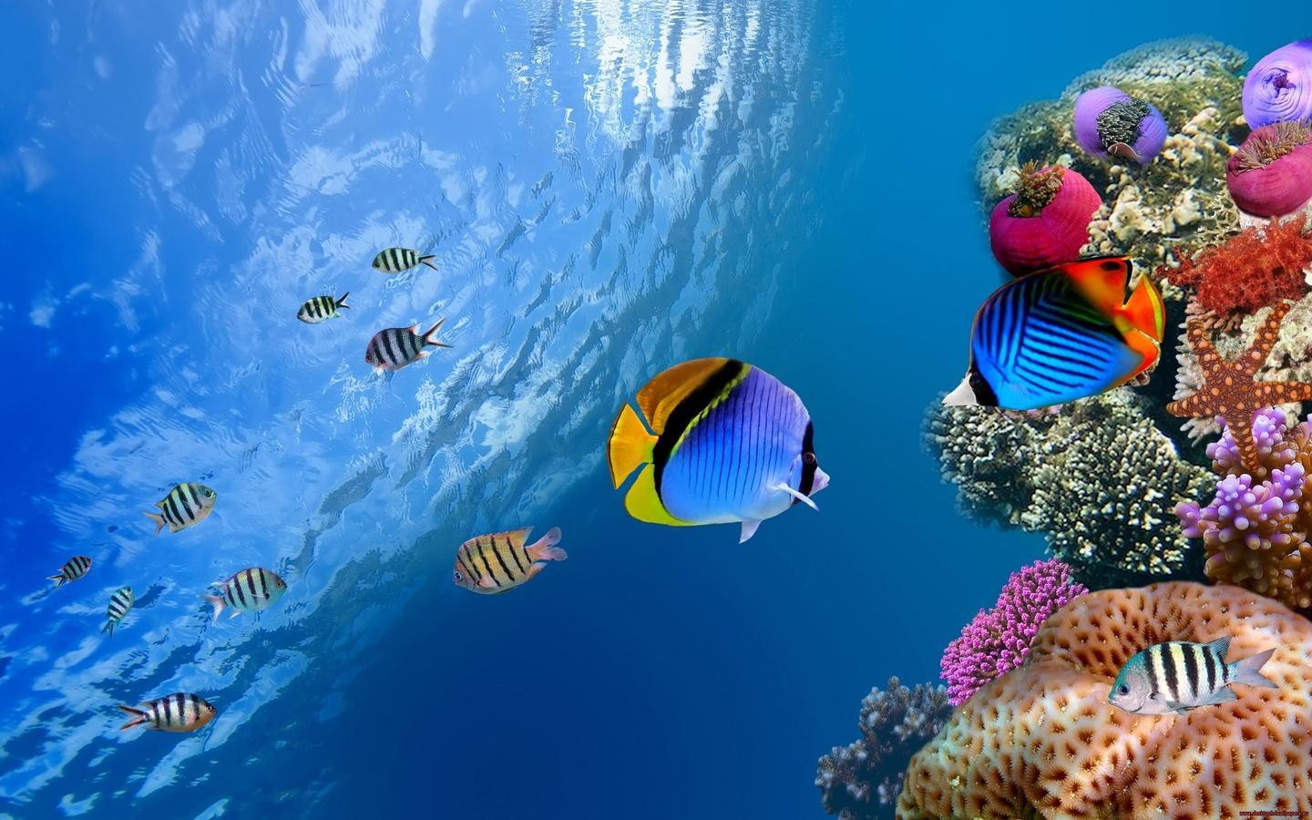 Underwater World Wallpaper