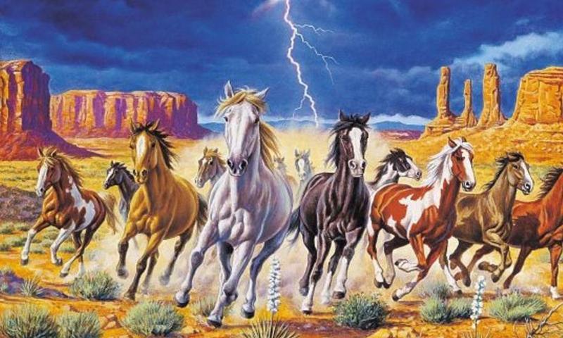 Wild horse wallpapers