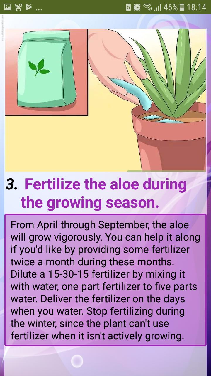 Care for Your Aloe Vera Plant