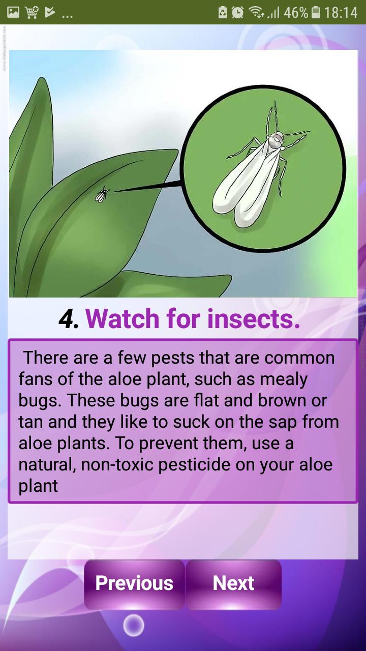 Care for Your Aloe Vera Plant