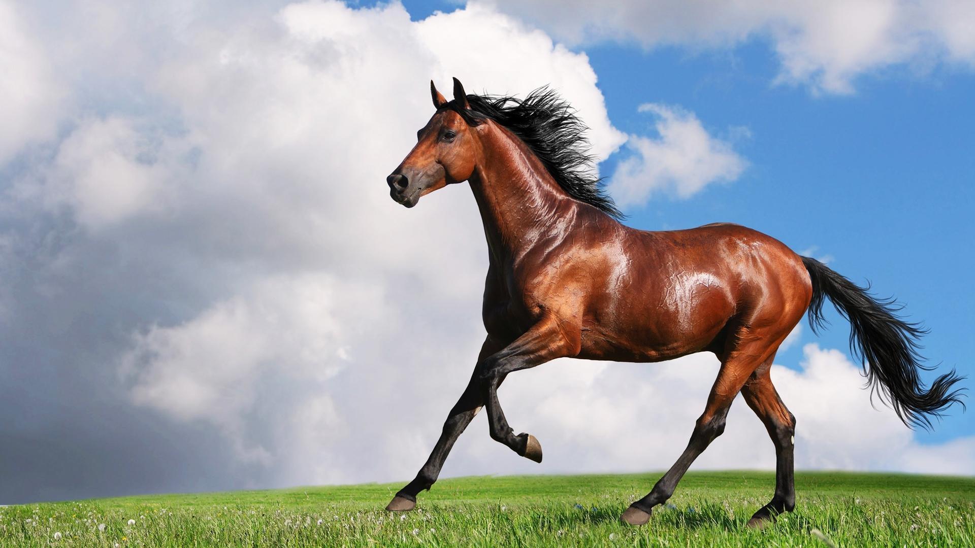 Horse Puzzle Jigsaw for Kids