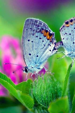 Butterfly Puzzle