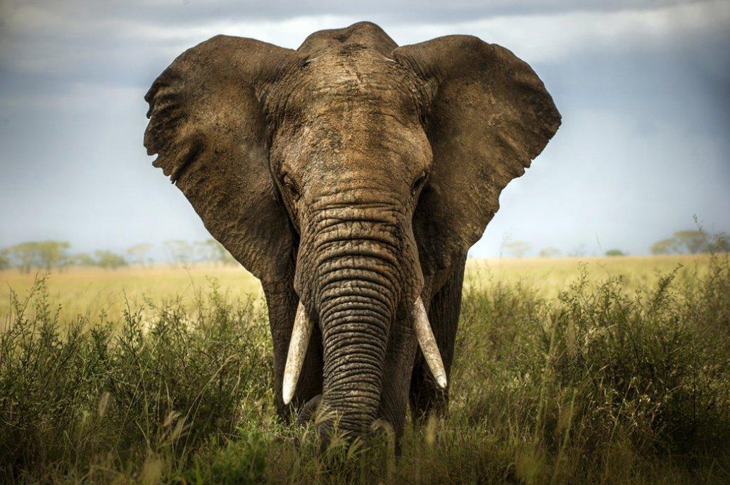 Jigsaw Animals Game