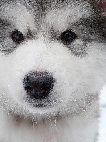 Puzzle Alaskan Malamute Game